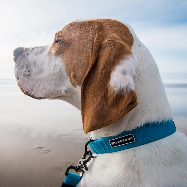 Waterproof dog collar, blue, Wilderdog UK