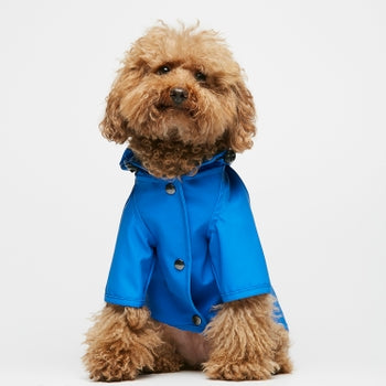 dog in blue raincoat