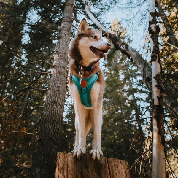 dog harness blue