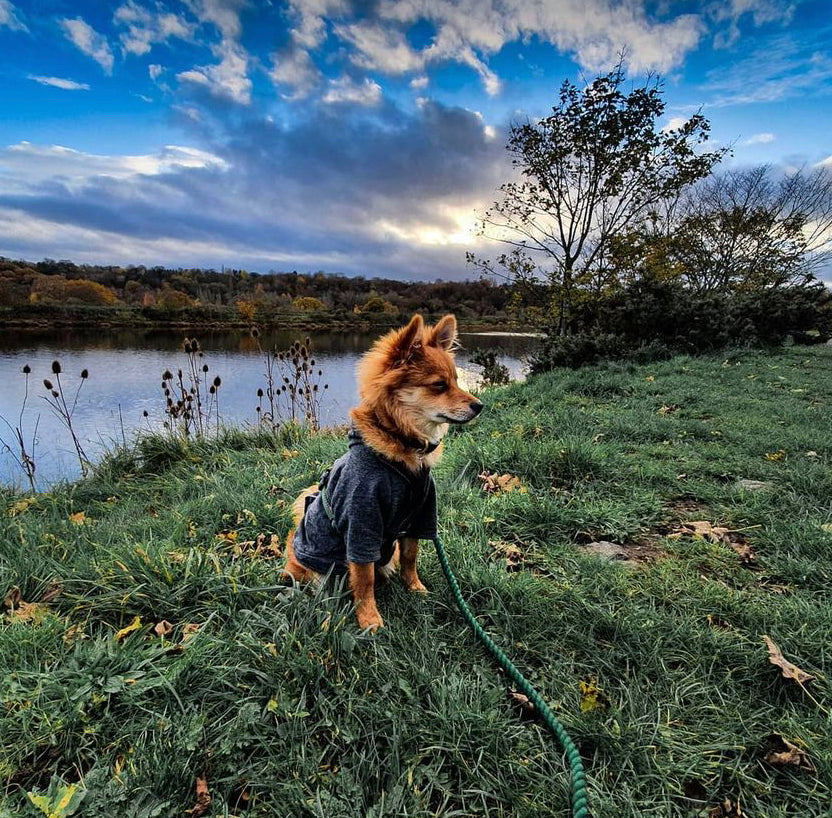 pomskie in bamboo hoodie