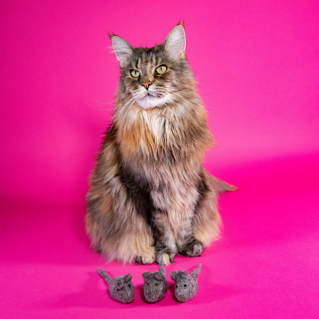 Maine Coon with mice cat toys