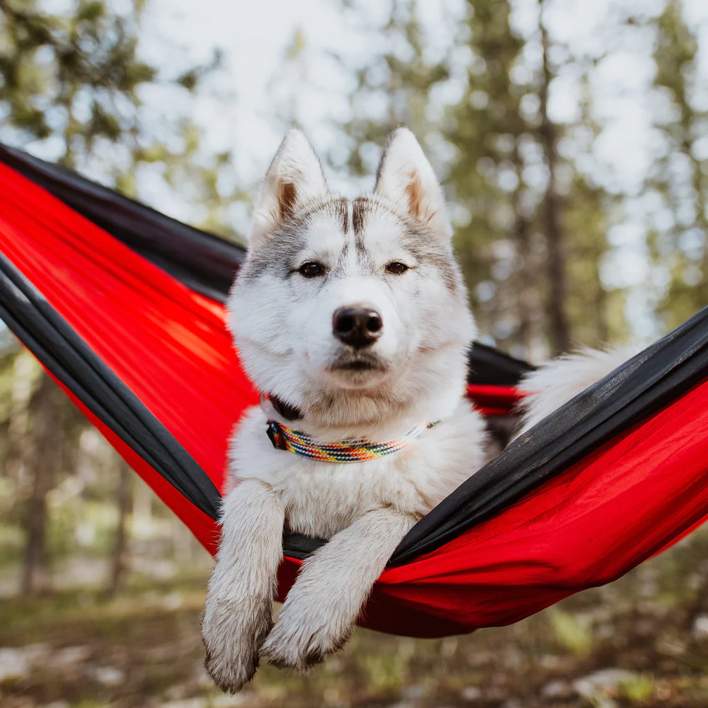 dog in a hammock
