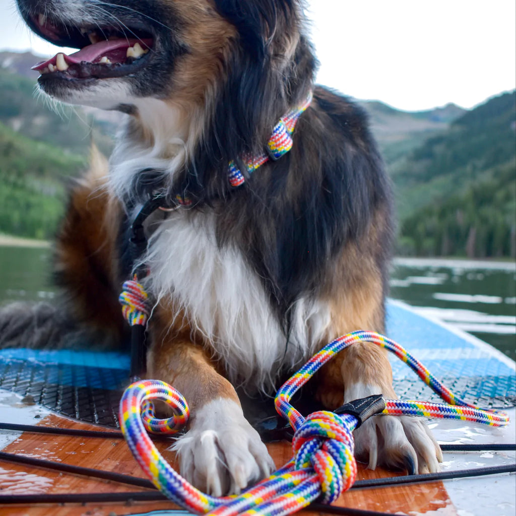 dog on a boat