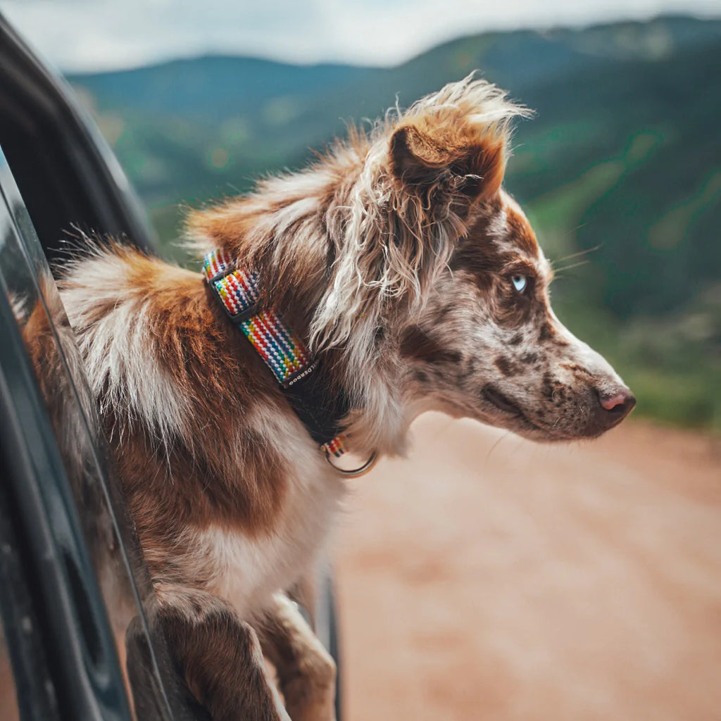 rainbow dog collar