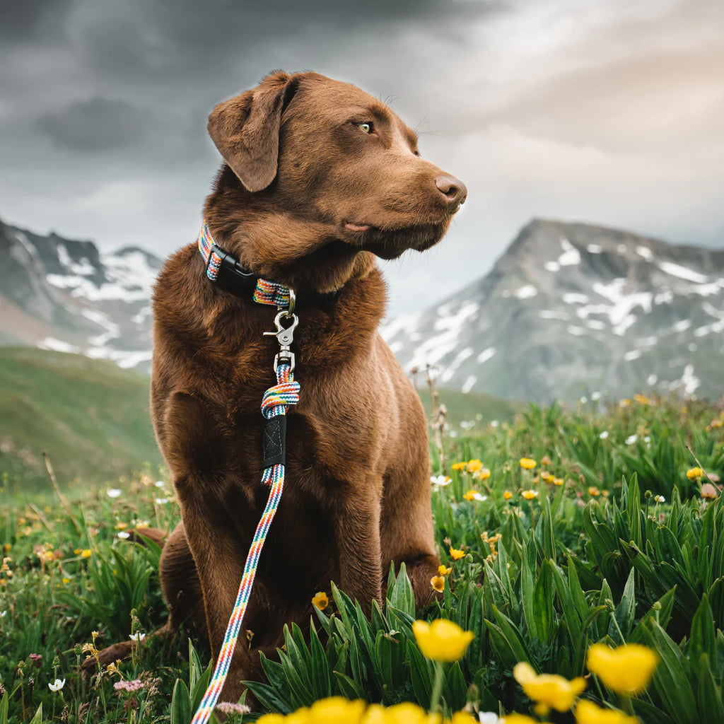 brown lab