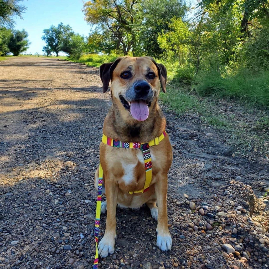 eco friendly dog collar yellow