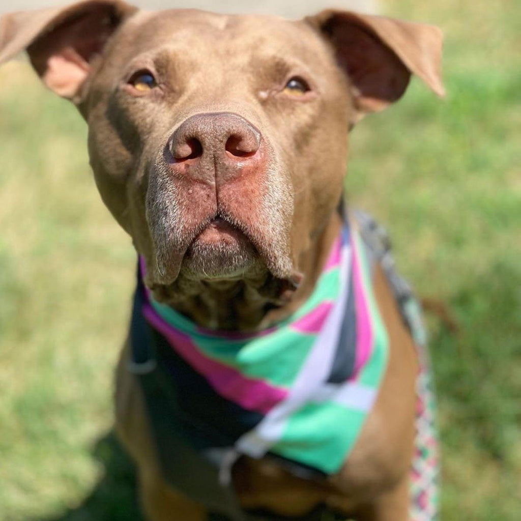 eco friendly dog bandana pink green