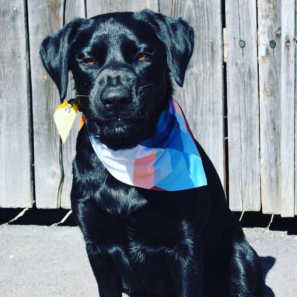 eco friendly dog bandana