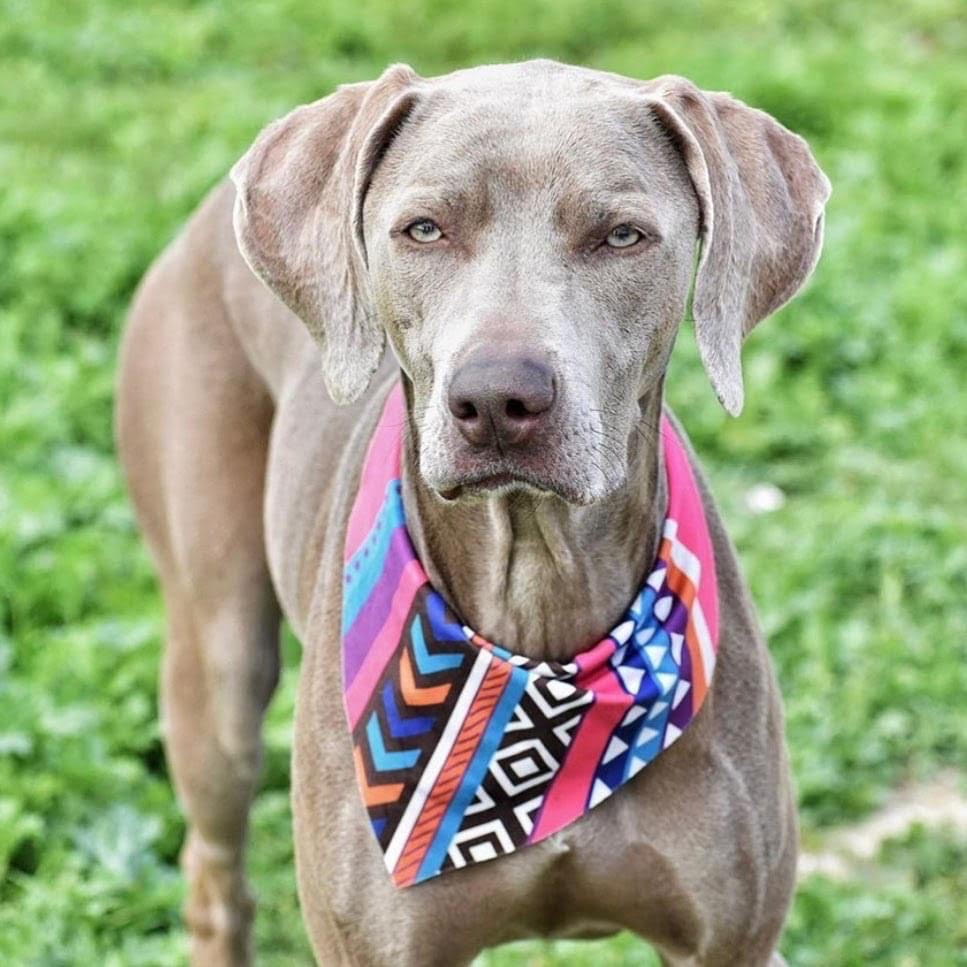 eco friendly dog bandana pink