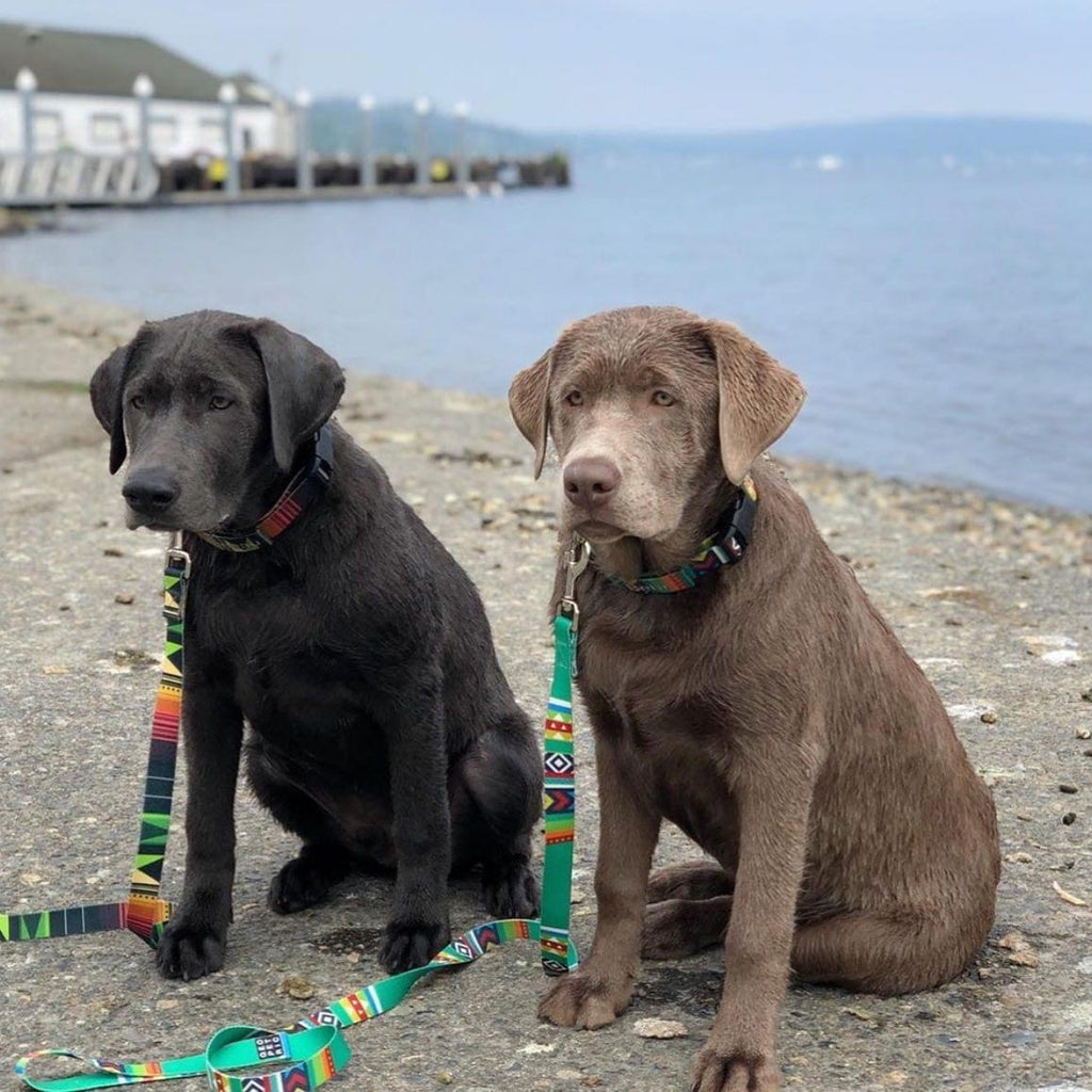 eco friendly dog lead green