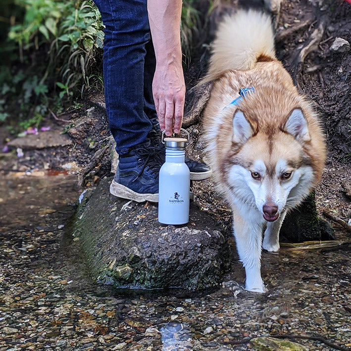 pomsky with eco-friendly water bottle in stream
